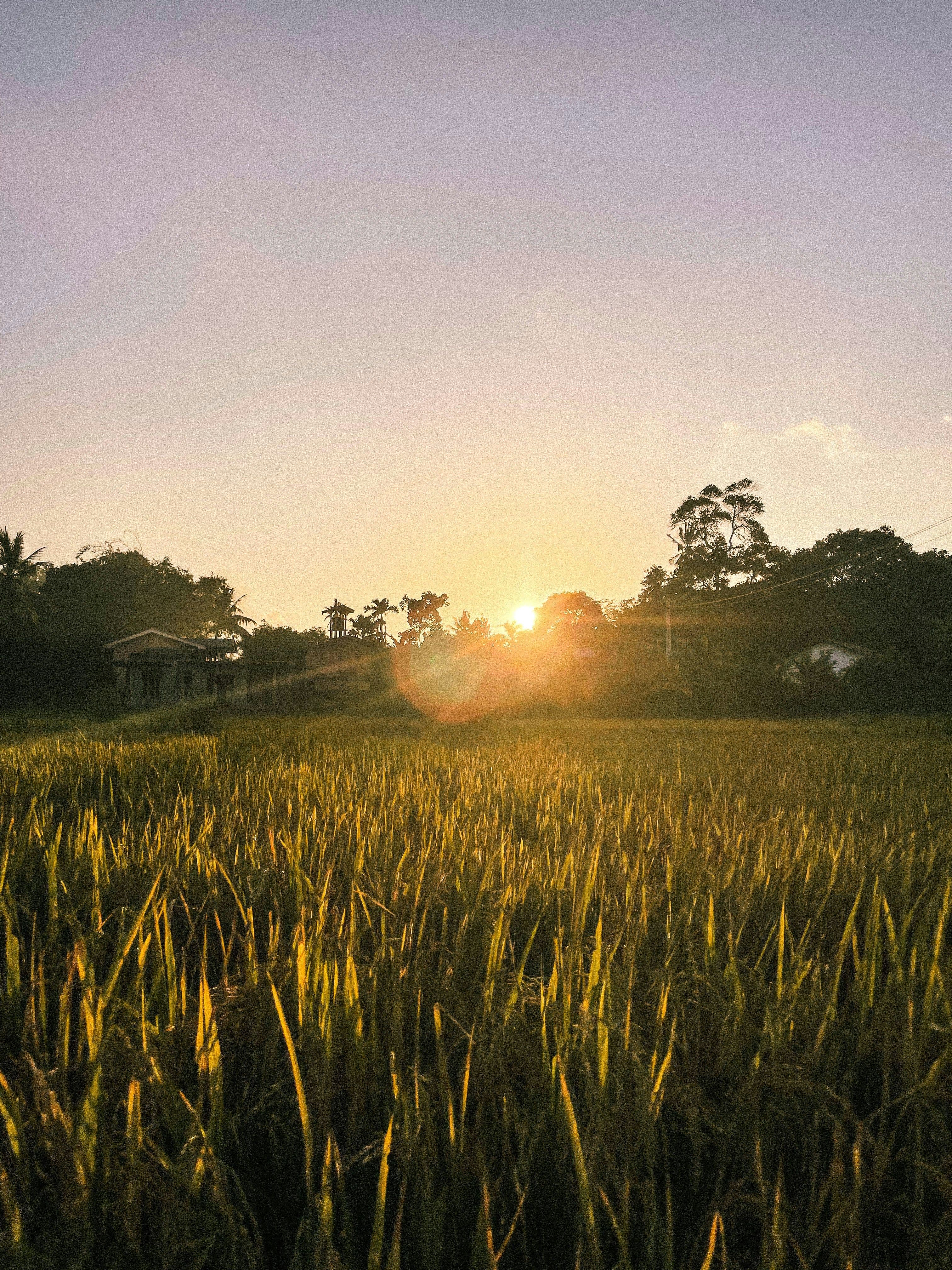 A South-East Asian farmer working the field at golden hour